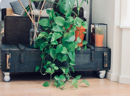 Lower Hutt, Wellington